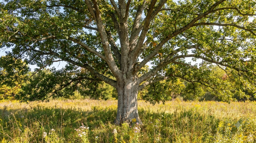 블랙 월넛 (Black Walnut)